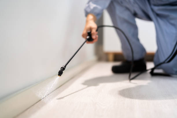 Licensed Wasp Removal service in Seville, FL - Show Me Pest Control